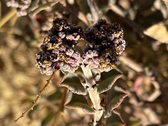 Euphorbia tomentulosa