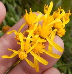 Senecio integerrimus