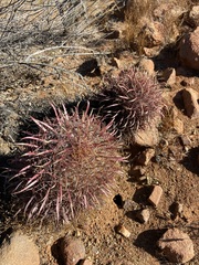 Ferocactus gracilis gracilis