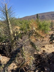 Cylindropuntia molesta molesta