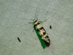 Philobota impletella