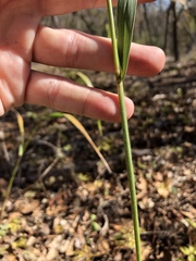 Elymus glabriflorus