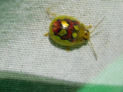 Paropsisterna nobilitata