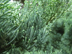 Juniperus chinensis sargentii