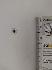Pardosa