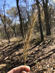Elymus glabriflorus