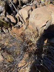 Cylindropuntia tesajo