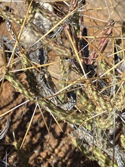 Cylindropuntia tesajo