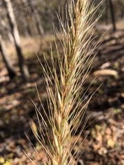 Elymus glabriflorus