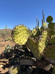 Opuntia clarkiorum