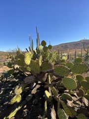 Opuntia clarkiorum