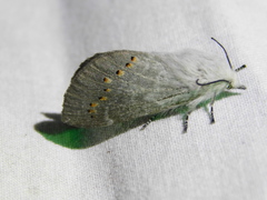 Pinara metaphaea