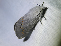 Pinara metaphaea