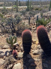 Ferocactus gracilis gracilis