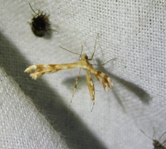 Trichoptilus ceramodes