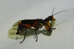 Calomantispa venusta