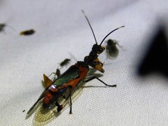 Calomantispa venusta