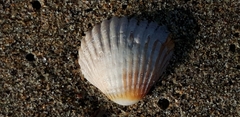 Acanthocardia tuberculata