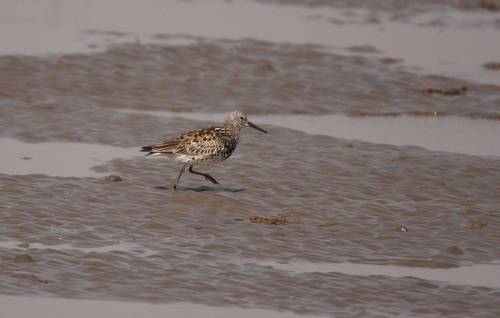 Great Knot