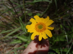 Lasianthaea podocephala