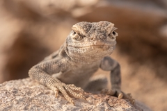 Dragon of Torres-Mura photo 3