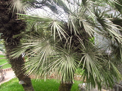 Coccothrinax readii