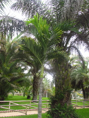 Howea forsteriana