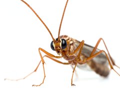 Ophion
