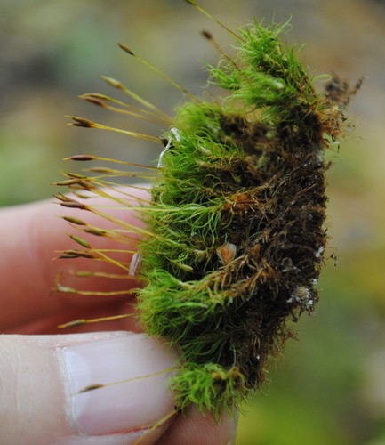 Image of Boulder Broom Moss (Dicranum fulvum) by (c) Zihao Wang, some rights reserved (CC BY)