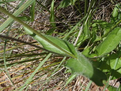 Lasianthaea podocephala