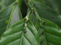 Technomyrmex brunneus