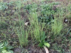 Allium