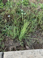 Allium