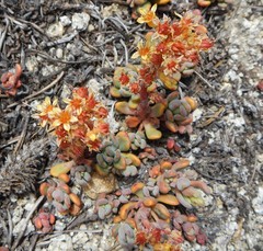 Sedum obtusatum