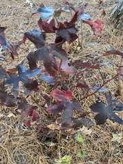 Liquidambar styraciflua