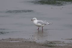 Ichthyaetus relictus