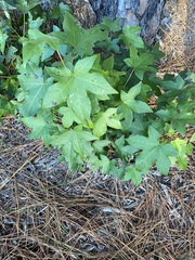 Liquidambar styraciflua