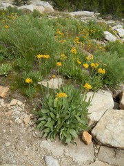 Senecio integerrimus