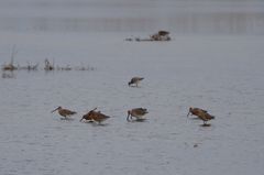 Limnodromus semipalmatus