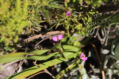 Polygala recognita