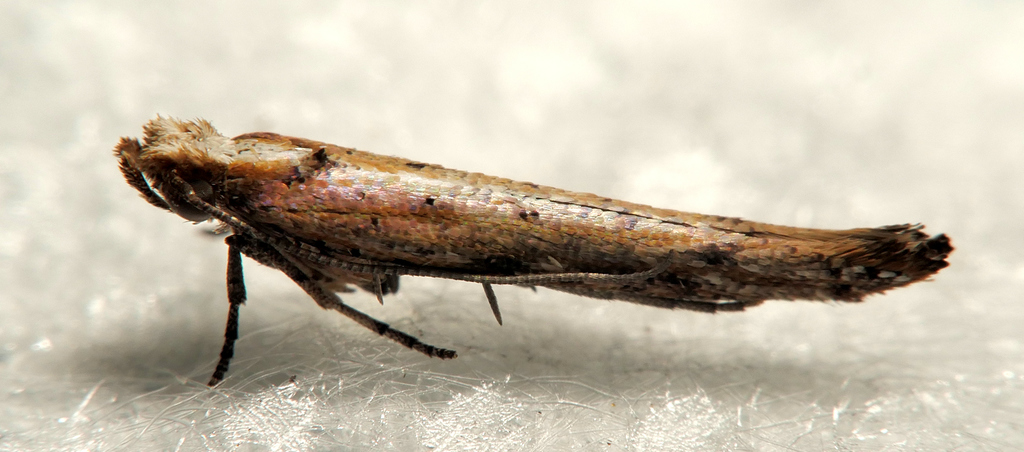 Zelleria cynetica