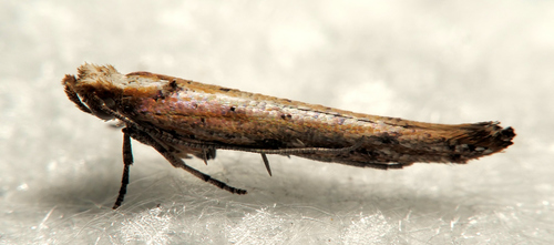 Zelleria cynetica