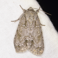 Acronicta spinigera