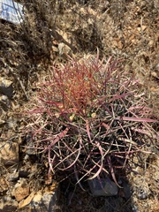 Ferocactus gracilis gracilis