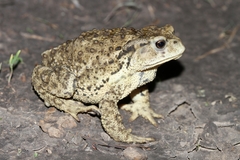 Bufo sachalinensis
