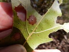 Polystepha quercifolia