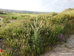 Reseda suffruticosa