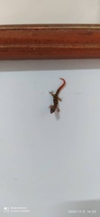 Sphaerodactylus elegans