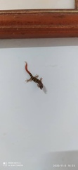 Sphaerodactylus elegans