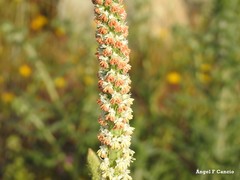Reseda suffruticosa